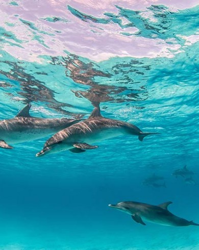 Rencontre avec les dauphins