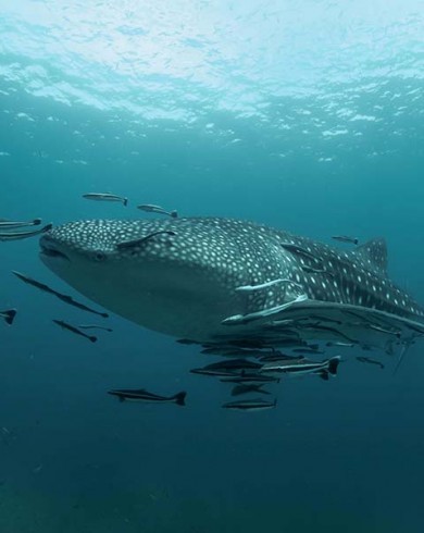 Plonger avec les requins baleines